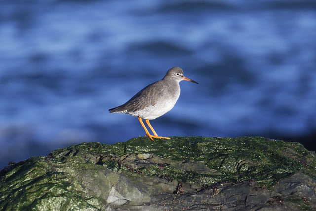 Redshank Louth