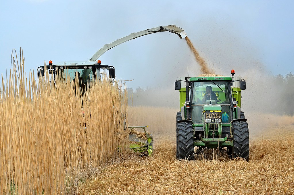 生質燃料最重要的原料之一就是農作物。圖片來源：vbernardi／Pixabay