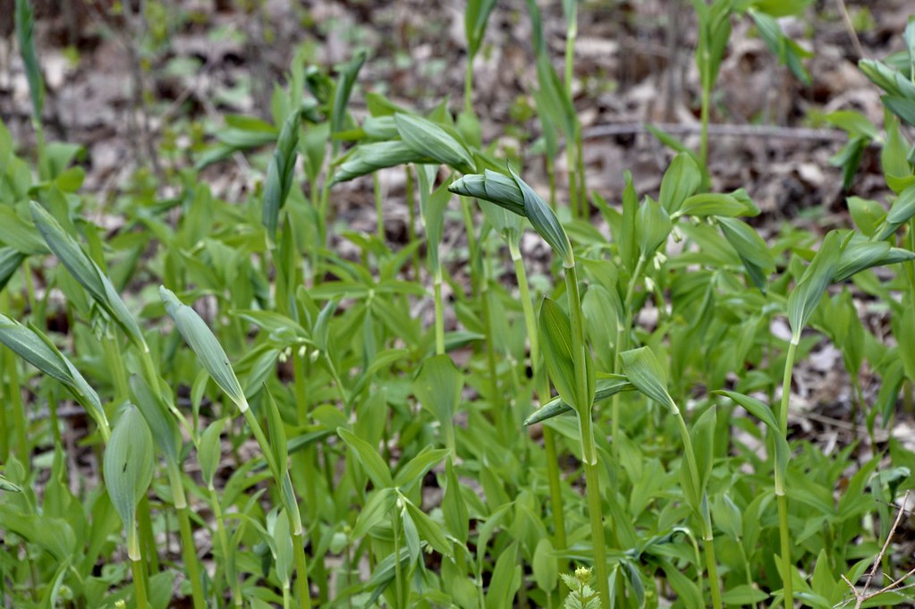 “Solomon’s Seal wild flowers at Duffins trail in Discovery bay , Martin’s photographs , Ajax , Ontario , Canada , May 7. 2021”