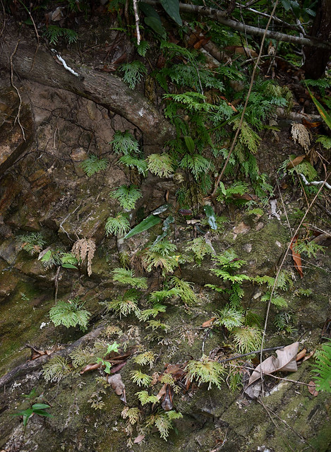 Selaginella longipinna, Barron Gorge National Park, near Cairns, QLD, 23/11/23
