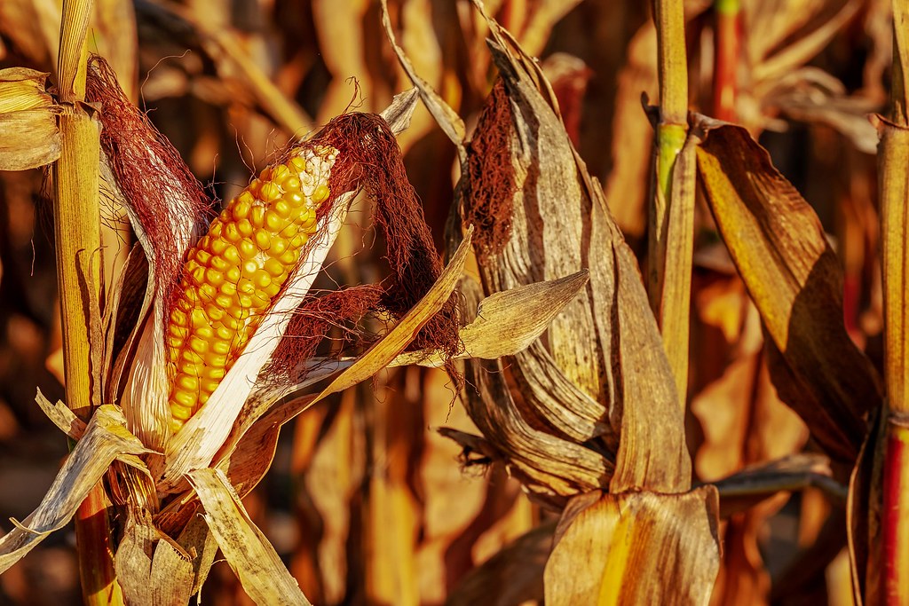 同為玉米生產的乙醇，不同計算方式卻能得出完全不同的碳排放量。圖片來源：Couleur／Pixabay