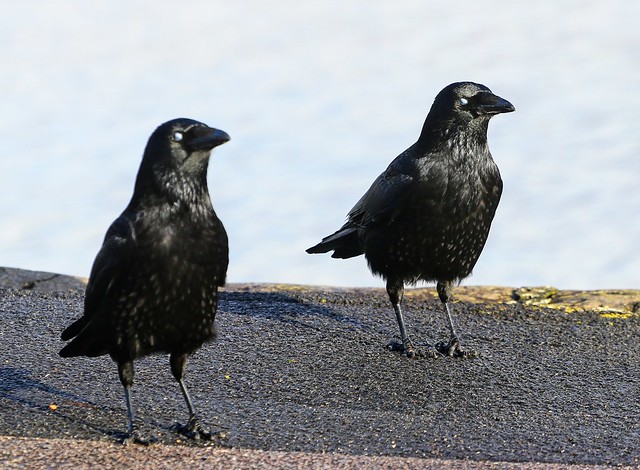 Blinking Crows