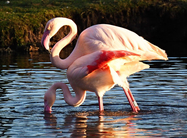 Greater Flamingo's