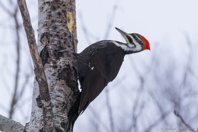 Grand Pic - Pileated Woodpecker - Québec - Canada - 01320