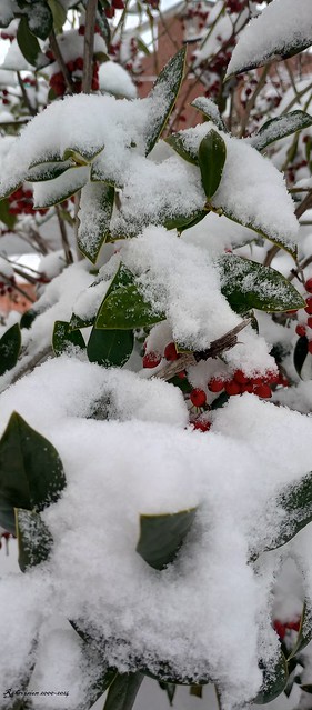 Snow on Tree's and Bushes near my place.