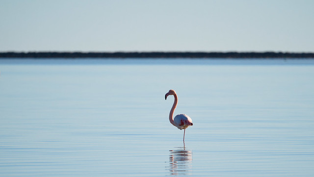 Lonely Flamingo