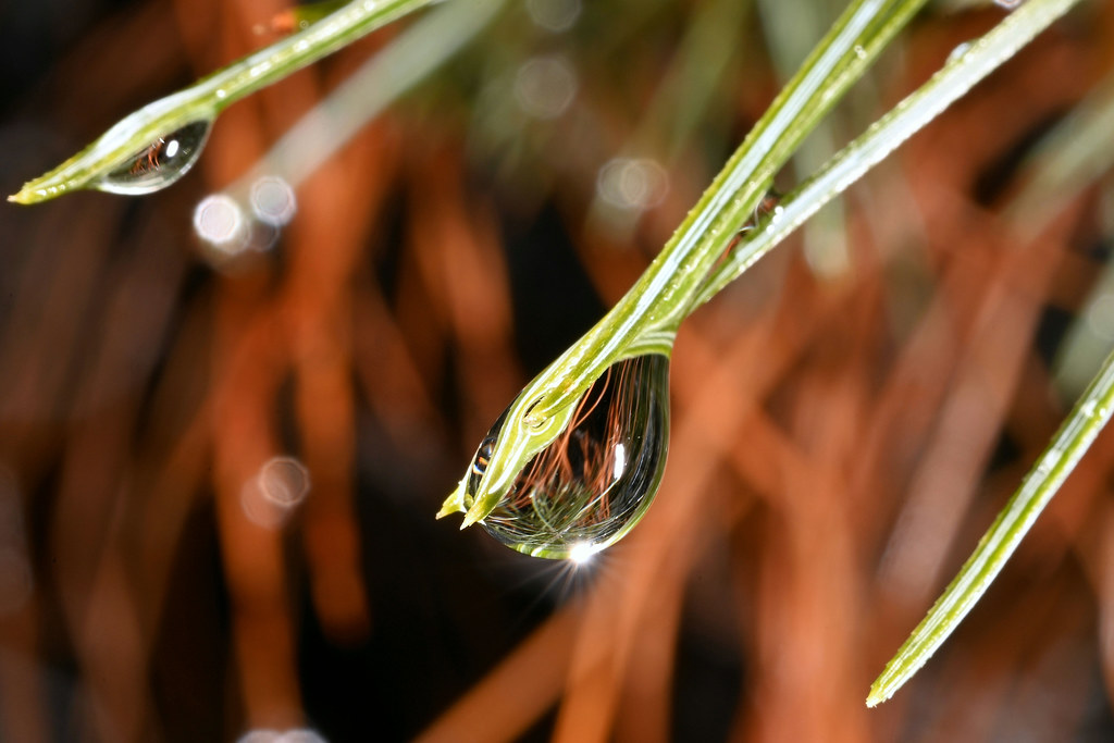 Pining For Spring Pining For Spring | White pine during winter thaw and rain. … | Flickr