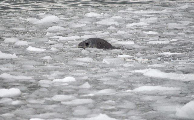 Weddell seal icy swim
