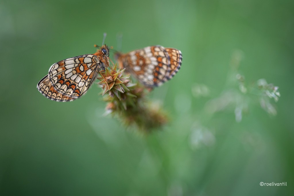 Parelmoervlinder / Butterfly
