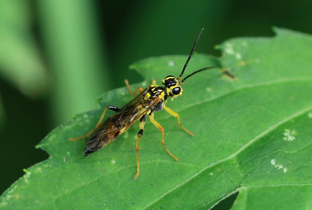 common sawfly (Tenthredo verticalis) at Chipera Prairie IA 854A2134