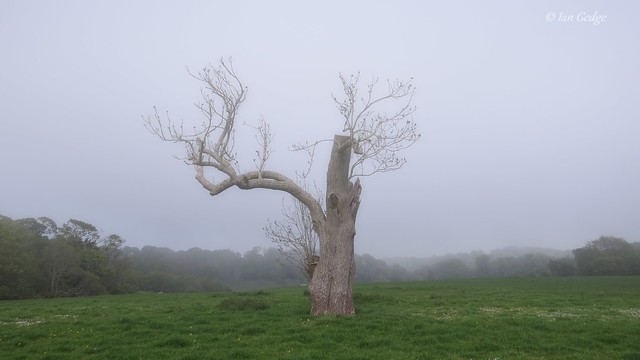 Misty Tree, Lulworth Castle