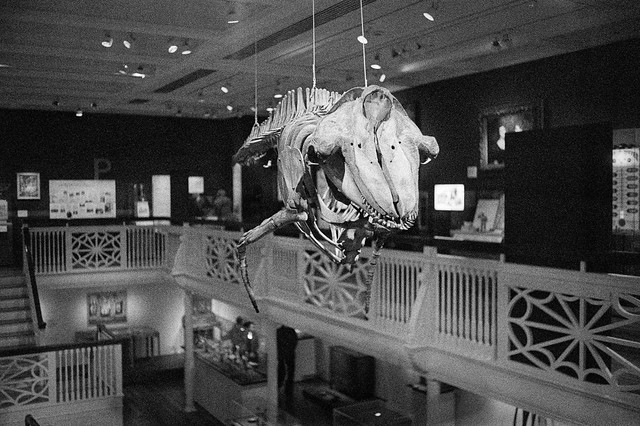A classic Pilot Whale appears to be flying above the second floor exhibits 2