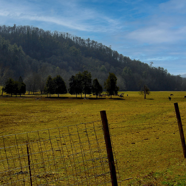Cades Cove pasture late afternoon