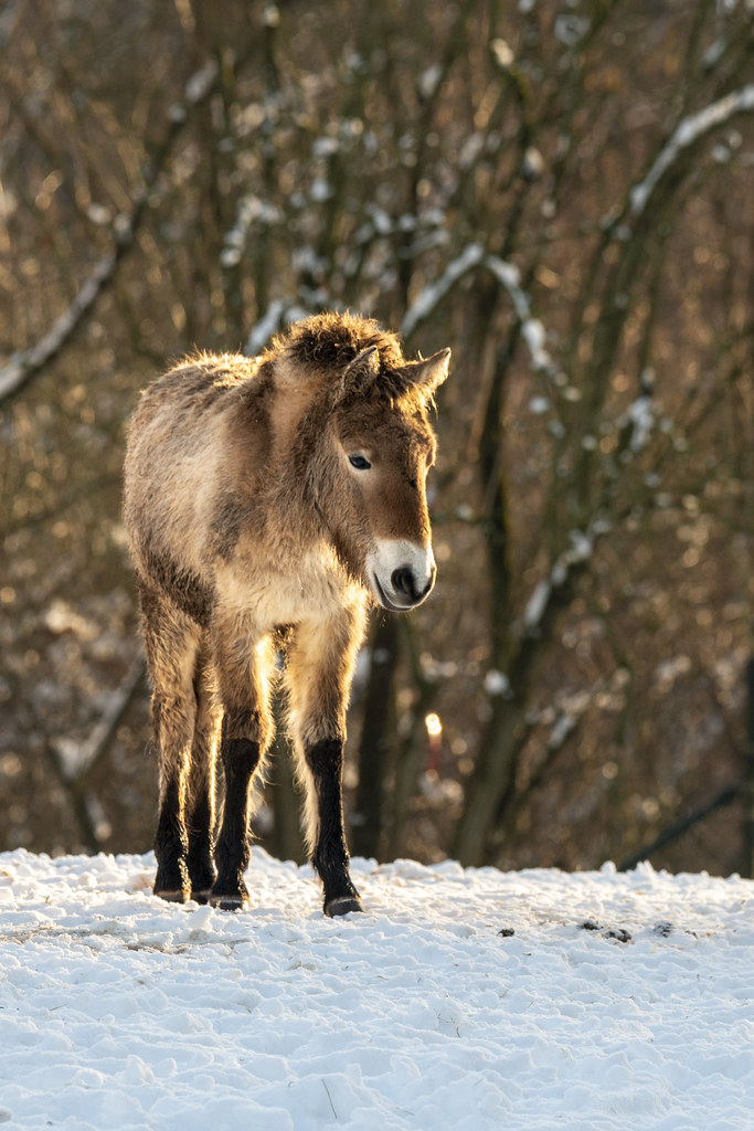 Przewalskipaard (Equus ferus przewalskii) || GaiaZOO Kerkrade