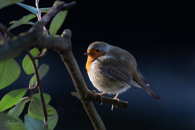 Winter robin