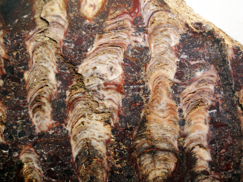 Silicified stromatolite boundstone with oolites & sinuous … | Flickr
