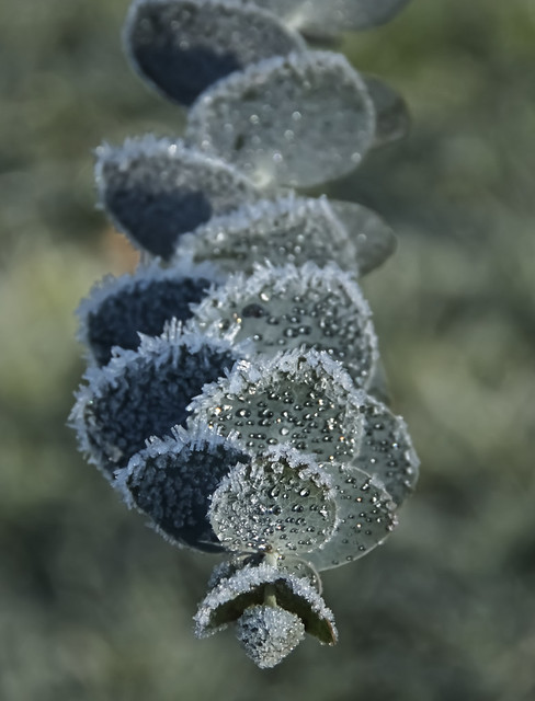 Fozen vegetation - Part 1 Eucalyptus