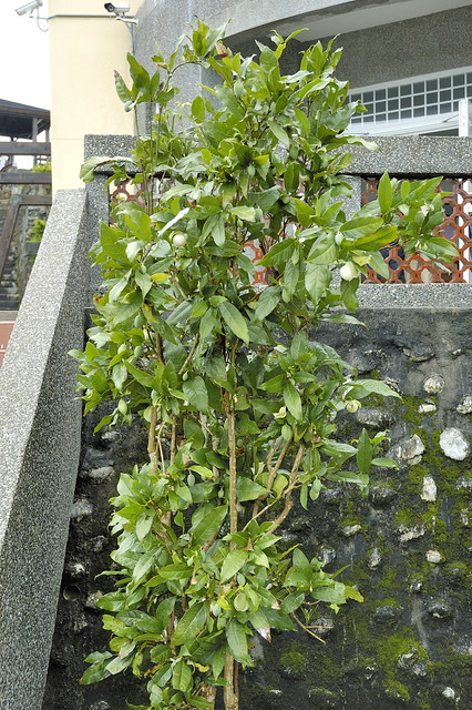 木蘭科 木蘭屬 夜合花 (全株01) 日月潭(貓囒山) Magnolia coco