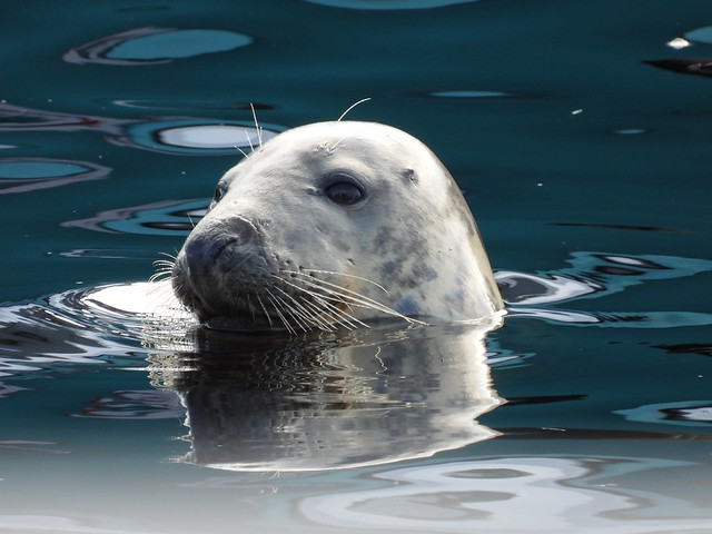 Grey seal in Ullapool