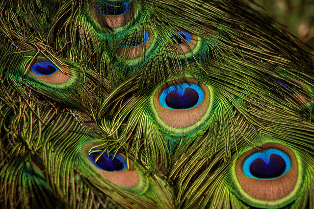 A close up of the feathers of a peacock