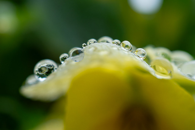 Delicate dew drops
