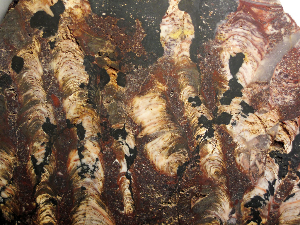Silicified stromatolite boundstone with oolites & sinuous … | Flickr