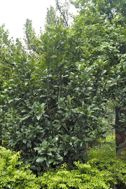 木蘭科 木蘭屬 夜合花 (全株) 台北植物園 Magnolia coco