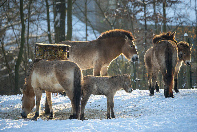 Przewalskipaarden (Equus ferus przewalskii) || GaiaZOO Kerkrade