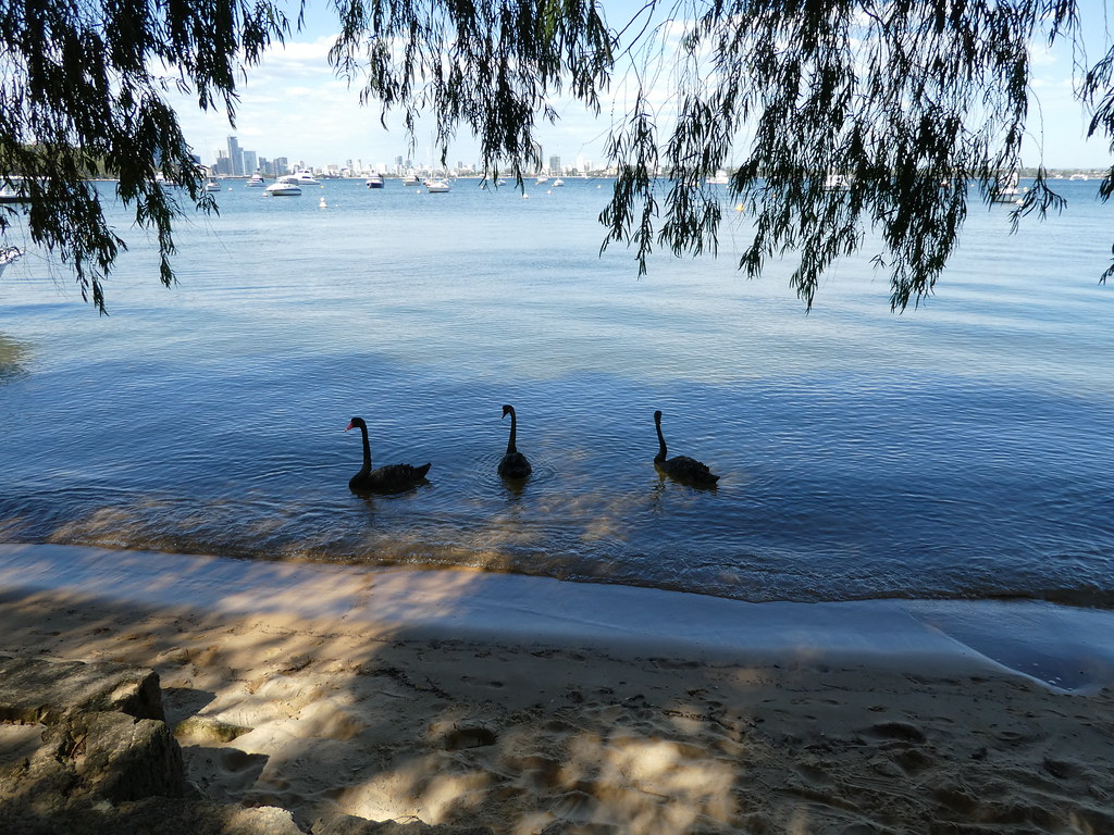 Black Swans along the Swan River at Matilda Bay, Perth