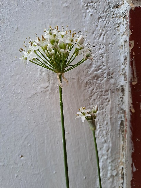 2024.01.27 Petals Against the Wall (phoneography)
