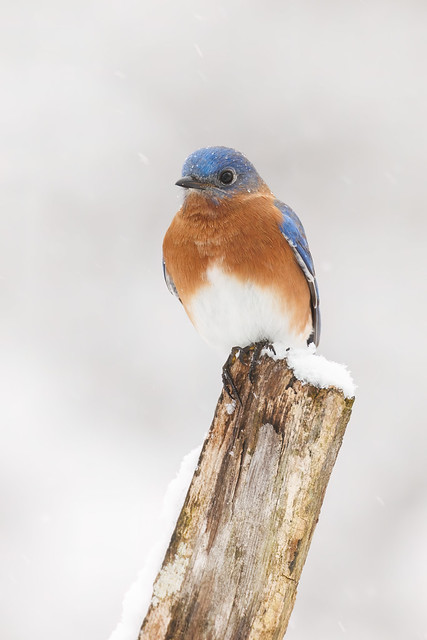 Eastern Bluebird in the snow