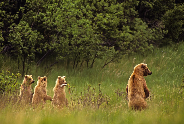 Female Brown Bear & Her Three Cubs Standing As A Brown Bear Male Approaches - In Explore