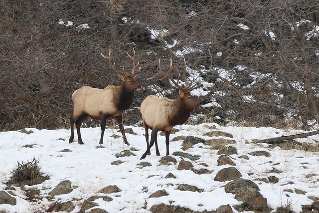 Bull elk, Oak Creek Wildlife Area