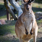 z0427 Red-Necked Wallaby