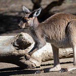 z0437 Red-Necked Wallaby