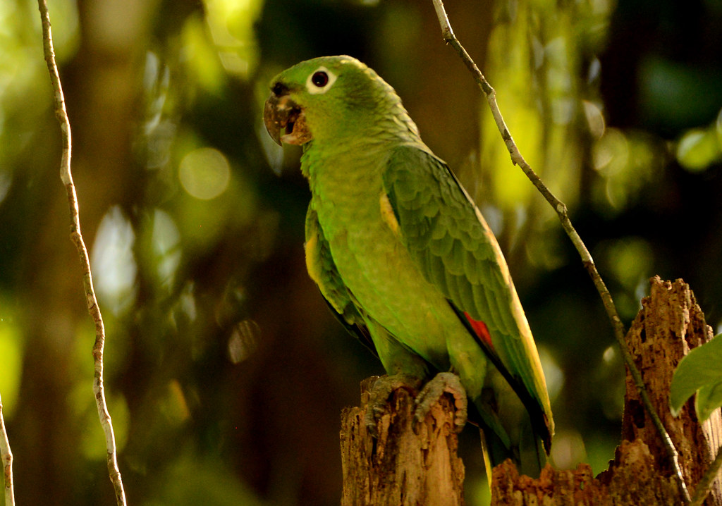 39381 Mealy Parrot Amazona farinosa