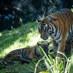 z0558 Sumatran Tiger