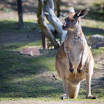 z0431 Red-Necked Wallaby