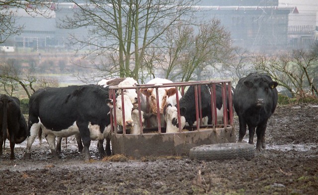 Cattle at Longannet Power Station