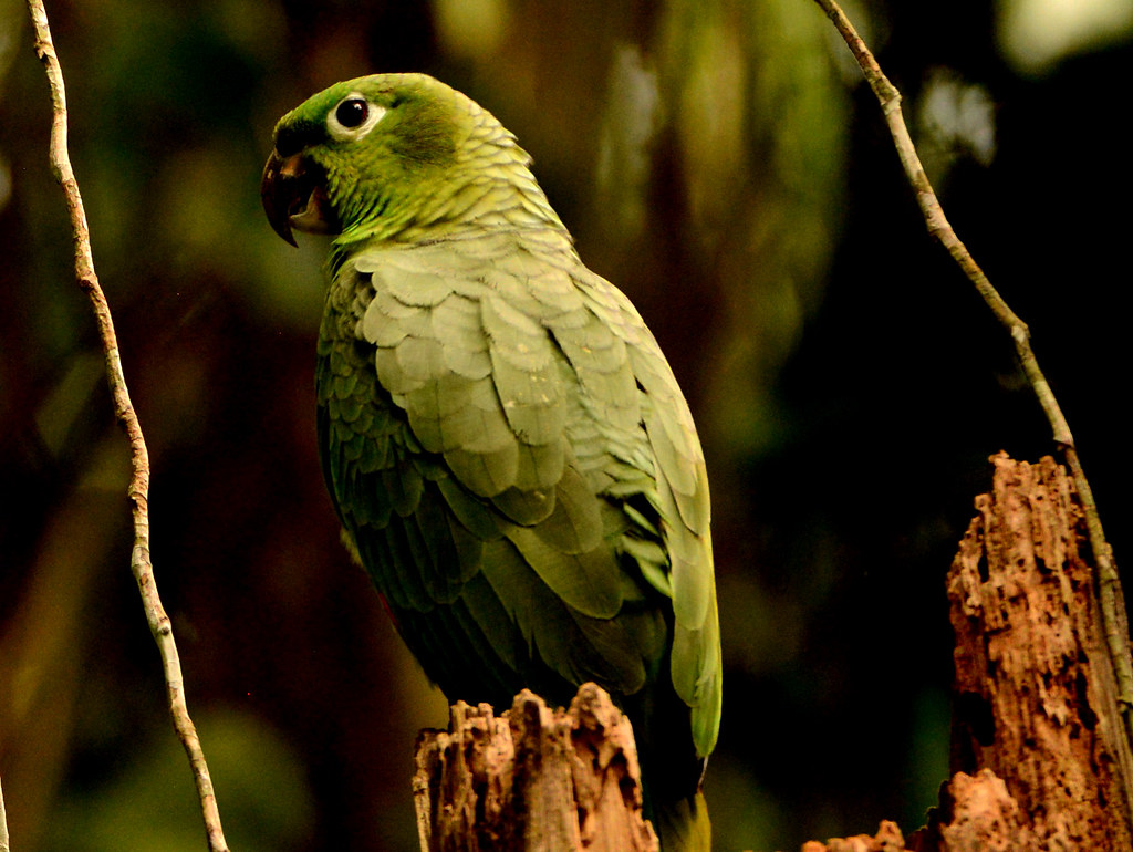 39382 Mealy Parrot Amazona farinosa
