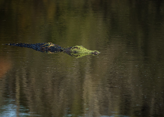 mossy gator swim