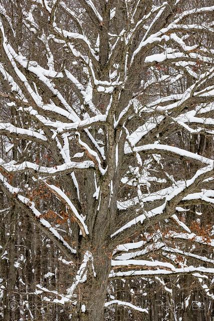 Snowy Oak Trees in Michigan