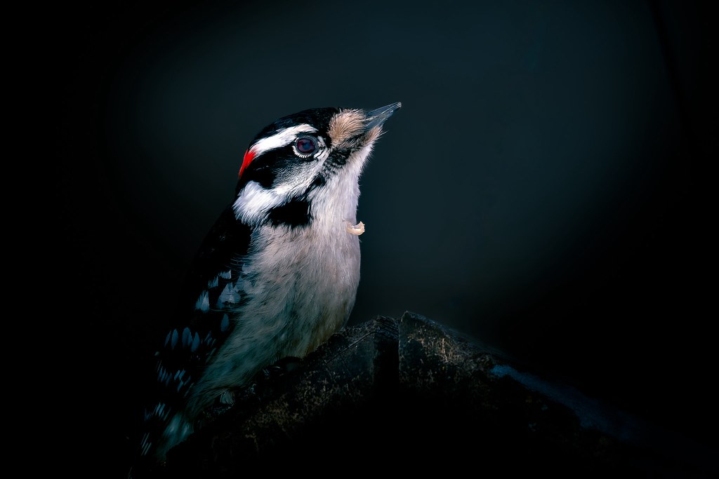 pic mineur, Downy woodpecker