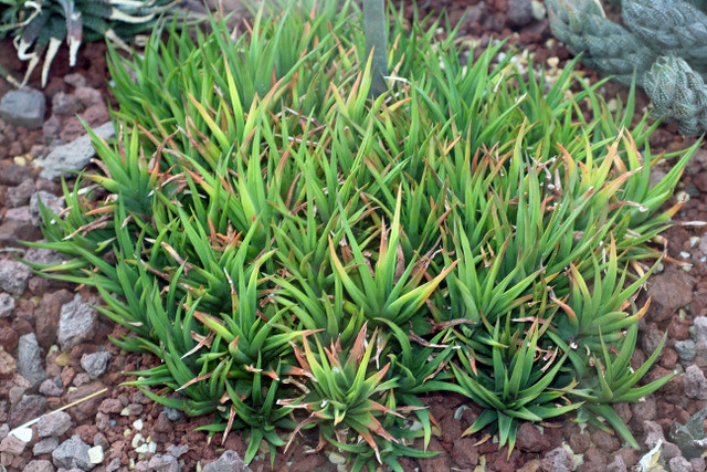 Haworthiopsis × rigida (Lam.) Gildenh. & Klopper (Syn. Haworthia × rigida var. expansa (Haw.) Baker) - BG Madrid 231111-1