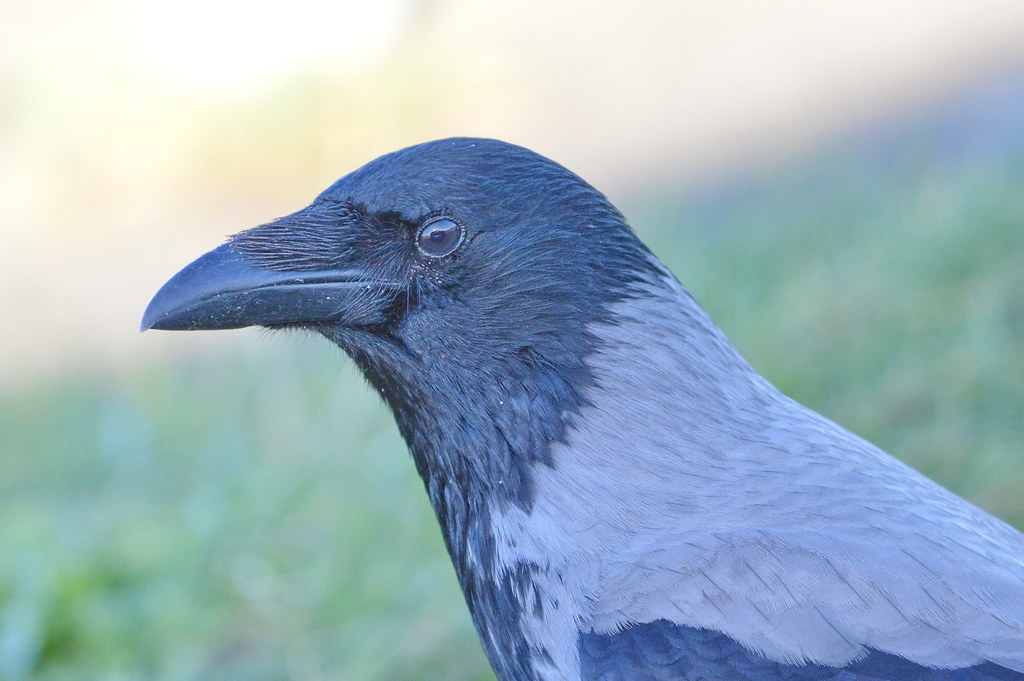 Hooded (Grey) Crow.
