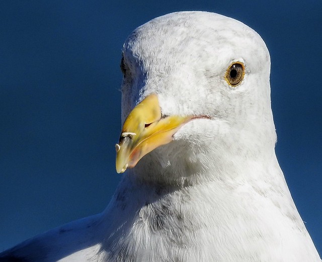 Portrait of a (Demanding) Gull