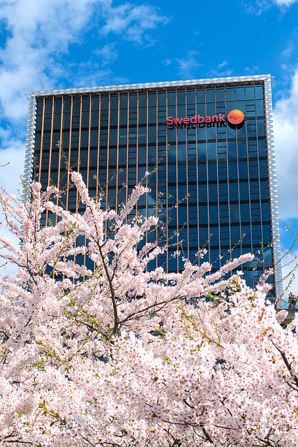 Sakura tree and Swedbank building