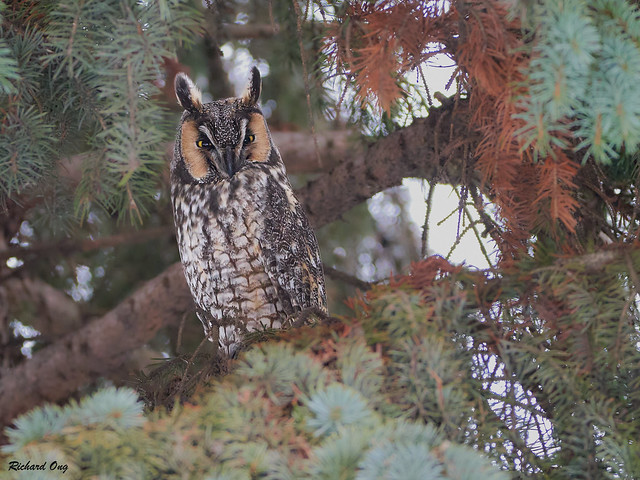 Hibou moyen-duc - Long-eared Owl - Asio otus