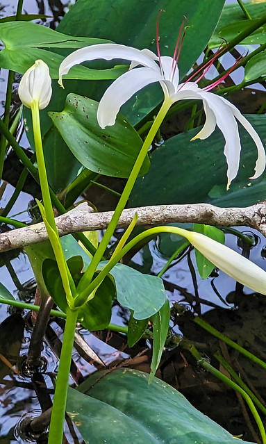 Florida Swamp Lily (Crinum americanum)