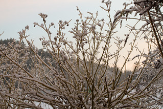Winter in Herschfeld am 21.1.2024